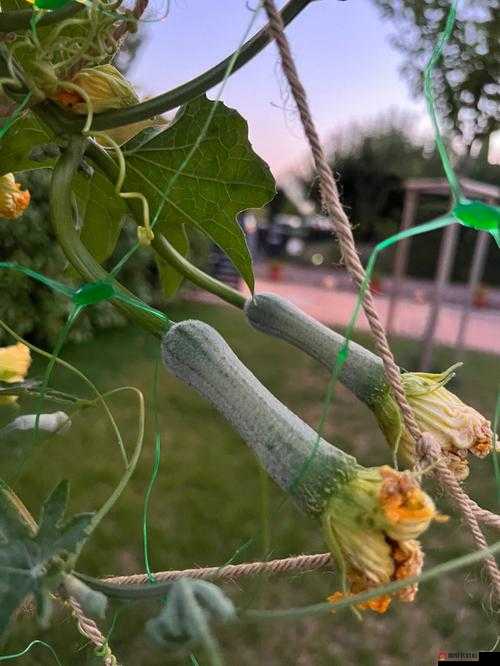 丝瓜茄子与榴莲樱桃的奇妙组合：别样风味的食材碰撞